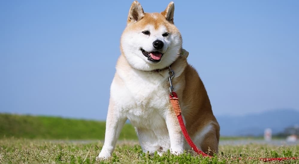 ペット信託イメージ
